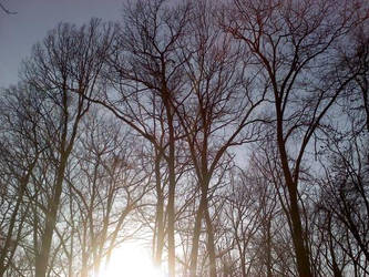 Winter trees