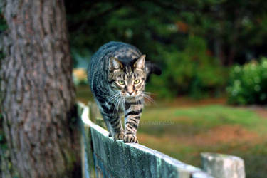 Laz walking on the fence