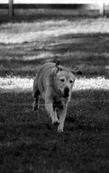 Jack black and white running