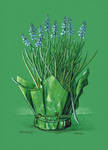 Grape hyacinth by dasidaria-art