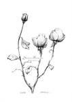 Roses - sketch