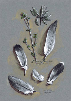 Feathers and weeds