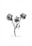 Three dead roses