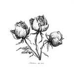 Three wilted roses