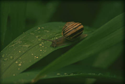 Snail 2