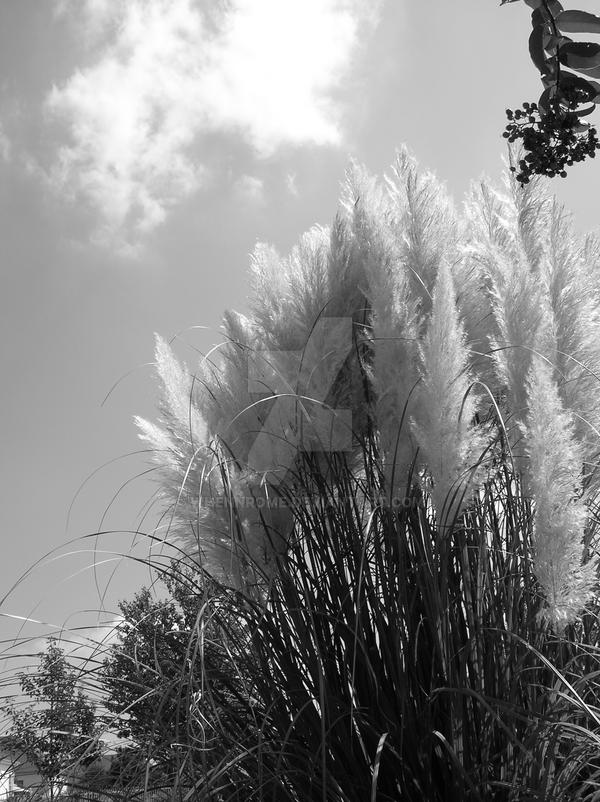 Cattails by WhenNRome on DeviantArt