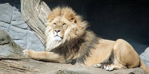 majetic lion~