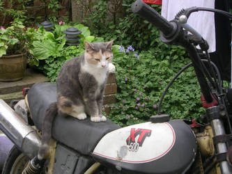 biker cat by darkvampierblood