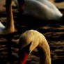 Swans At Dusk