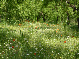 wild flower field