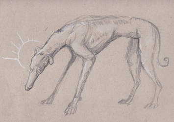 Greyhound Sketch