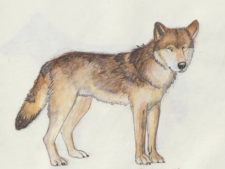 Sicilian Wolf