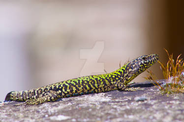 Lizard