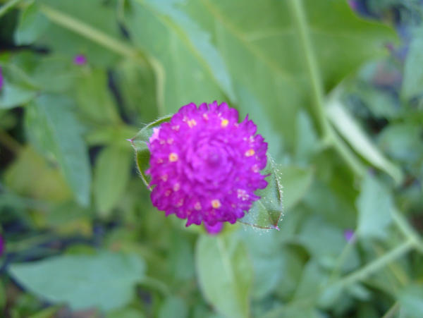 Minimalistic Flower