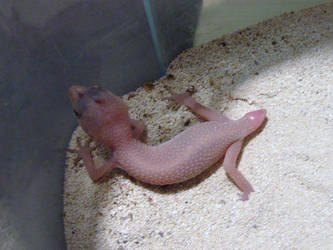 The Saddest Gecko