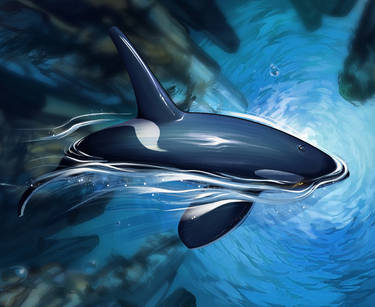 Orcinus orca