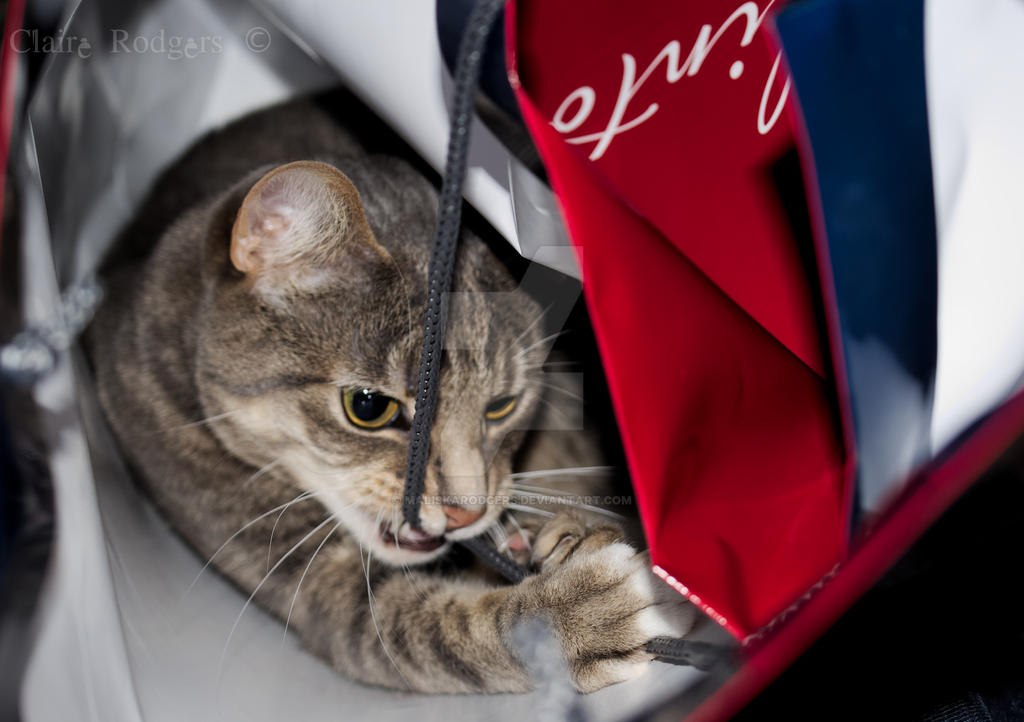 Cat in a bag 2 :)