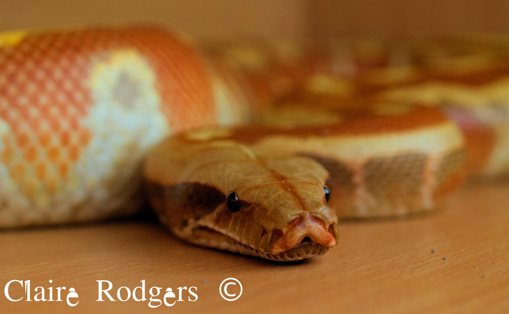 Our Frankie a red blood python (vpi t+ albino) by MaliskaRodgers on ...