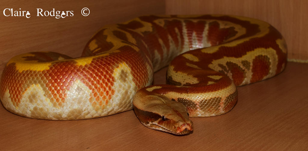 Our Frankie  a red blood python (vpi t+ albino)