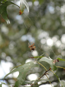 Spider Web