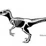Velociraptor sornaensis