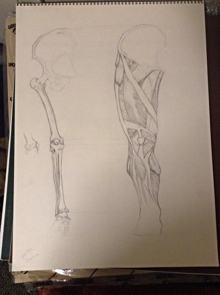 Leg Study