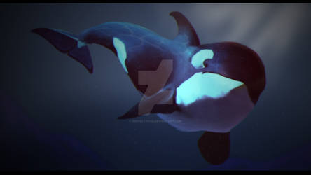 Orca