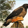 Crow and bread