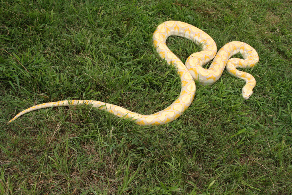 Albino Hogsnot Python Albino Python by Jalderman on DeviantArt