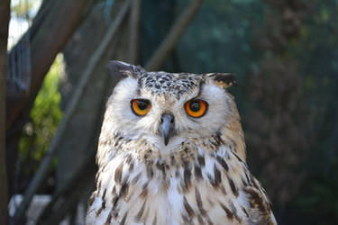 Little, the bengal eagle owl (Bubo bengalensis)