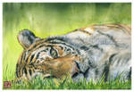 Tiger by CamillaMalcus