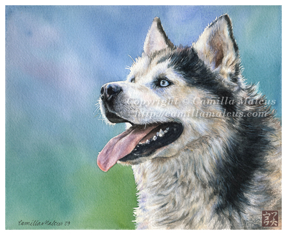 Siberian Husky by CamillaMalcus