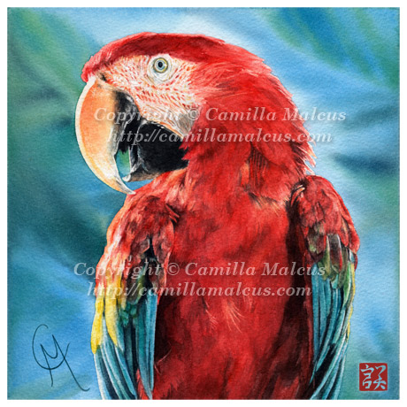 Scarlet Macaw