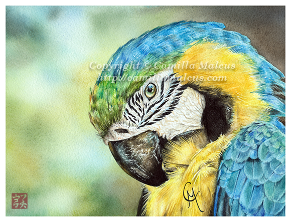 Blue and Yellow Macaw