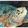 Green Turtle