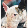 Bull Terrier