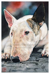 Bull Terrier