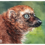Sclater's Lemur