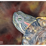 Red-eared Slider