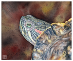 Red-eared Slider by CamillaMalcus