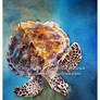 Hawksbill Turtle