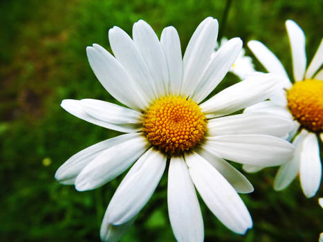 Flower Macro