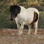 Shetland Pony Standing Stock