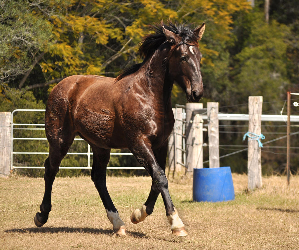 Warmblood Colt Trot 1