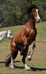 Clydesdale Rear 1 by naturalhorses