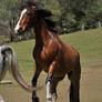 Clydesdale Rear 2