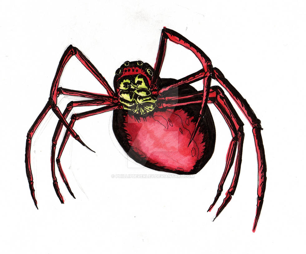 Spider Insect Deviantart Spider by PhillipBeverley on DeviantArt
