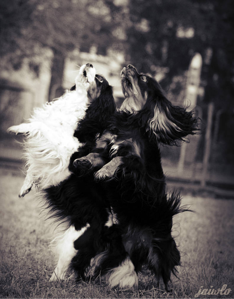 Dancing cavaliers by HONZOva on DeviantArt