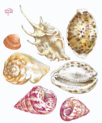 Seashells sketch