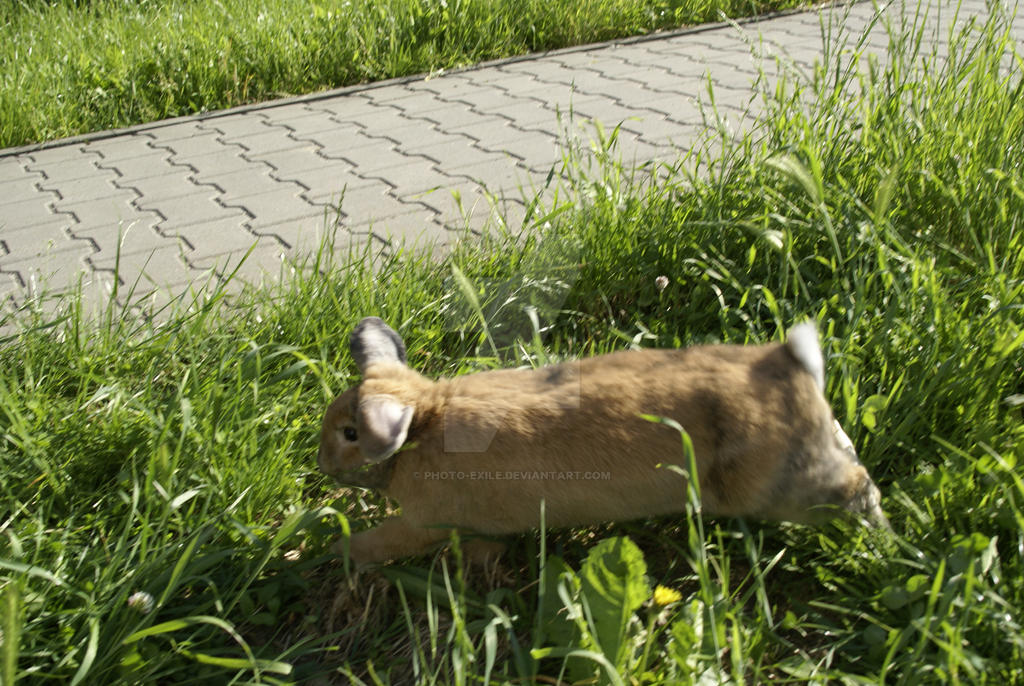 bunny by photo-exile on DeviantArt